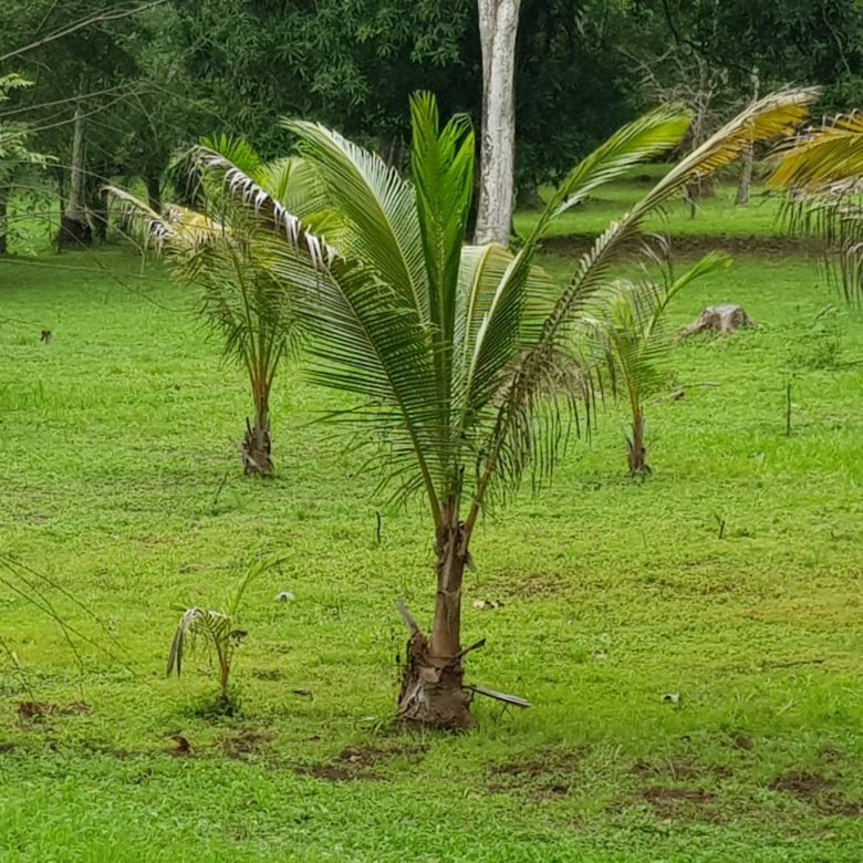 Capira: Hermoso Terreno de 1,2 Hectáreas, con Agua Viva