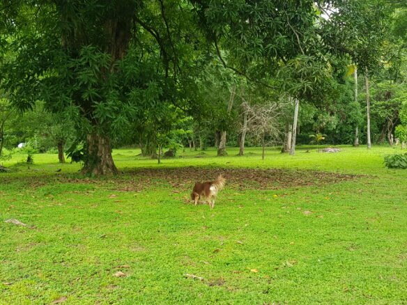 Capira: Hermoso Terreno de 1,2 Hectáreas, con Agua Viva