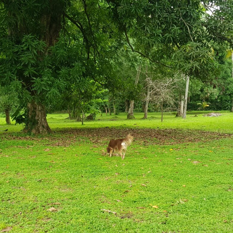 Capira: Hermoso Terreno de 1,2 Hectáreas, con Agua Viva