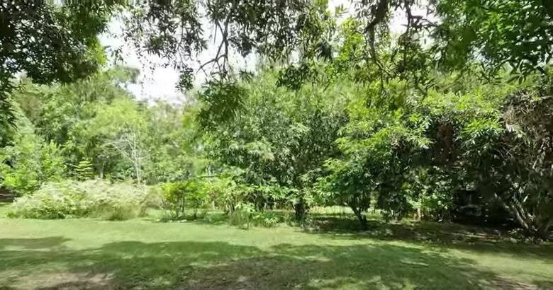 Finca en Playa San Carlos: con 2 Casas, 4.3 Hectáreas (10.585 Acres) de Terreno
