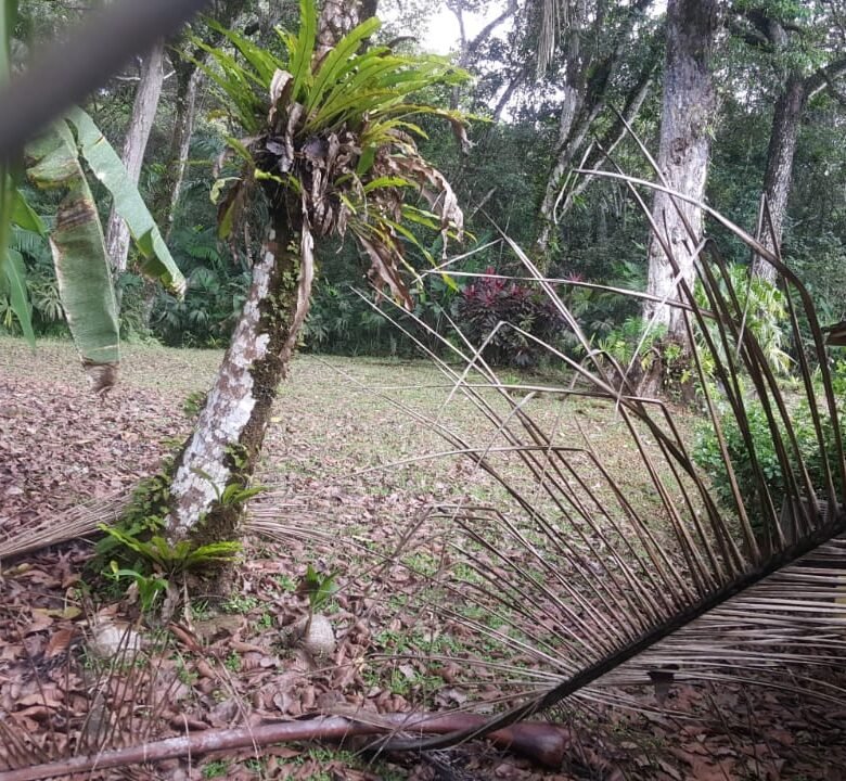 Clayton – Casa colindante con bosque: Su espacio de naturaleza privado, amoblada