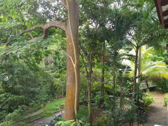 Ancón: 2 Casas de Madera, Una Gema Antigua y Natural, Para Restaurar, 9 Recámara
