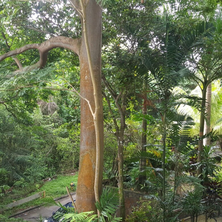 Ancón: 2 Casas de Madera, Una Gema Antigua y Natural, Para Restaurar, 9 Recámara