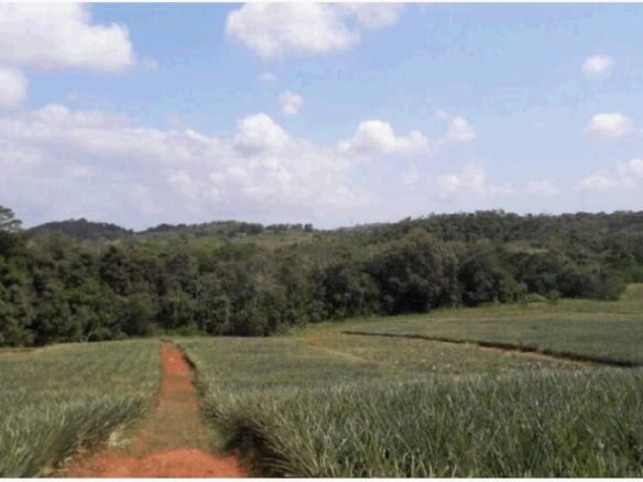 Terreno en Chorrera: Las Mendozas de La Chorrera, Para Desarrollo