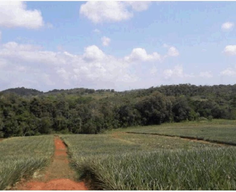 Terreno en Chorrera: Las Mendozas de La Chorrera, Para Desarrollo