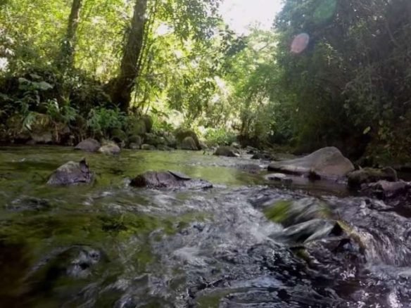 Volcán, Tierras Altas de Chiriqui: Terreno de 20 Hectareas, Agua Viva (Quebrada)