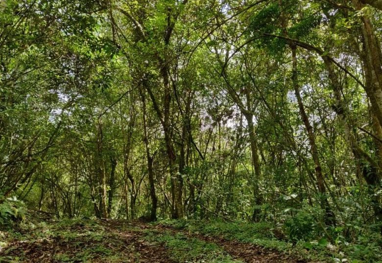 Volcán, Tierras Altas de Chiriqui: Terreno de 20 Hectareas, Agua Viva (Quebrada)