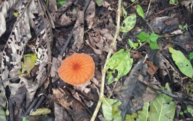Volcán, Tierras Altas de Chiriqui: Terreno de 20 Hectareas, Agua Viva (Quebrada)