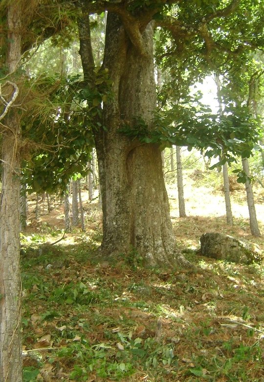 Altos del Maria – Montaña: Comunidad Cerrada, Cercano a Playas, Lote 2240 m