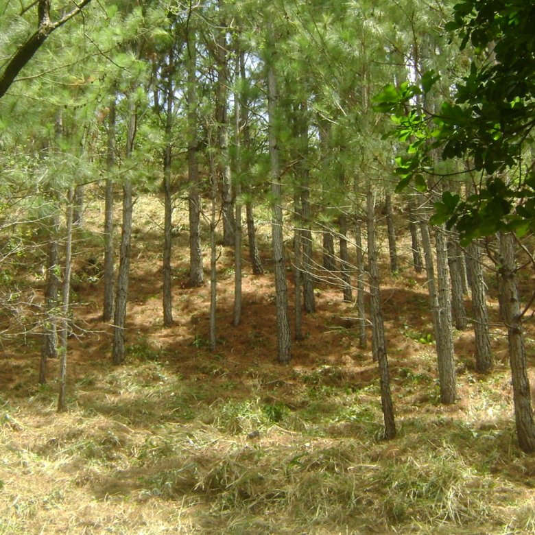 Altos del Maria – Montaña: Comunidad Cerrada, Cercano a Playas, Lote 2240 m