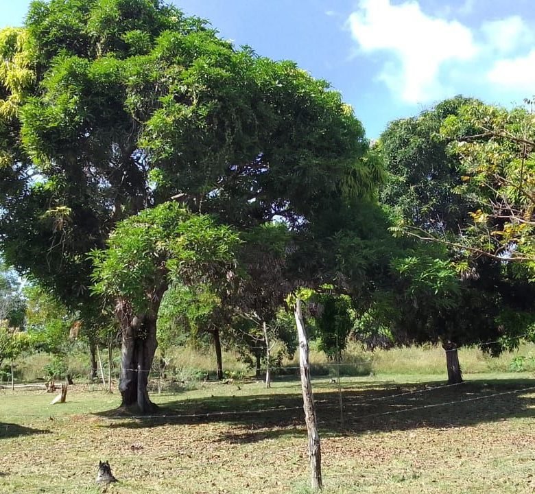 El Chirú, Antón – Sector Cercano a Playas: 3 hectáreas con Casa en el Poblado