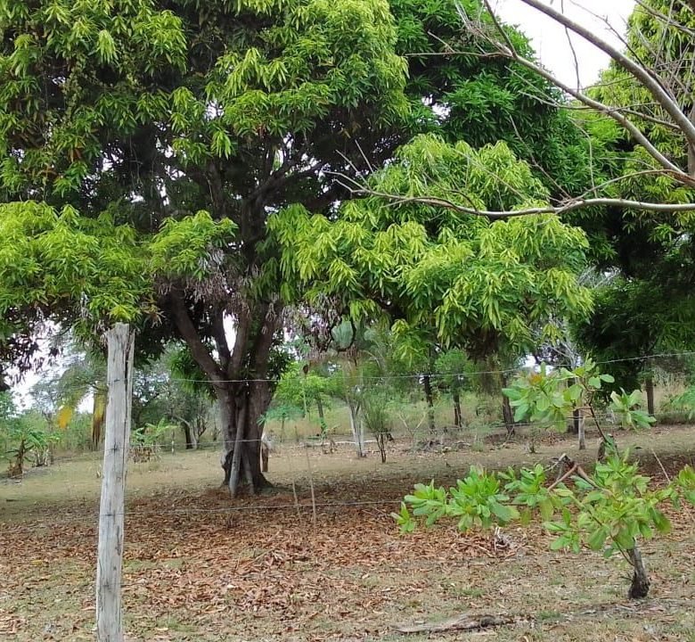 El Chirú, Antón – Sector Cercano a Playas: 3 hectáreas con Casa en el Poblado