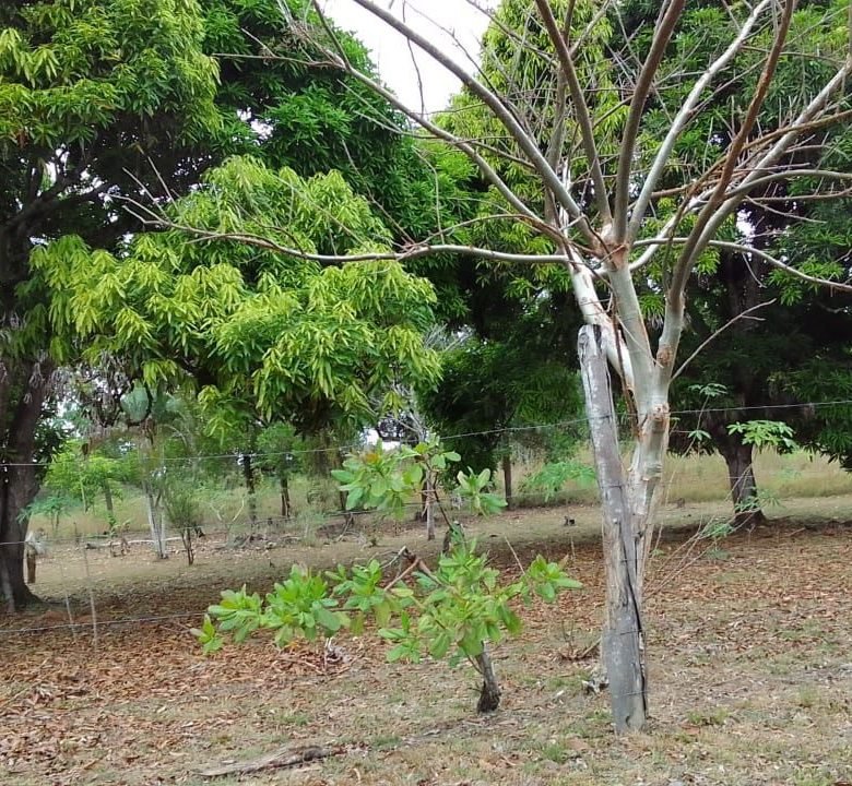 El Chirú, Antón – Sector Cercano a Playas: 3 hectáreas con Casa en el Poblado