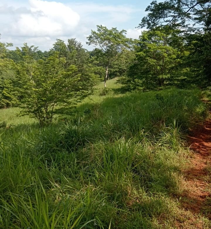 Terreno ondulado, semi-plano: Colón, frente a calle, cercano a Lago Gatun