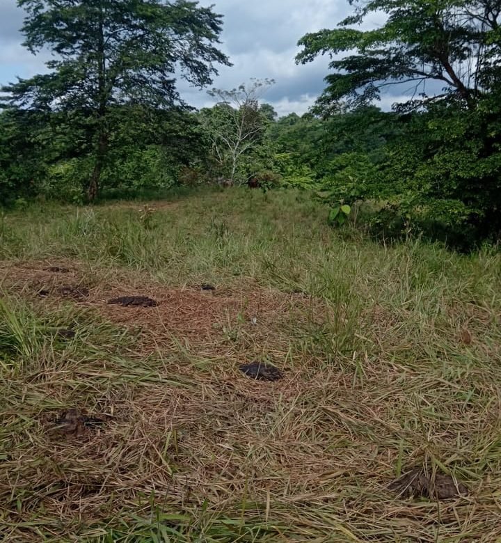 Terreno ondulado, semi-plano: Colón, frente a calle, cercano a Lago Gatun