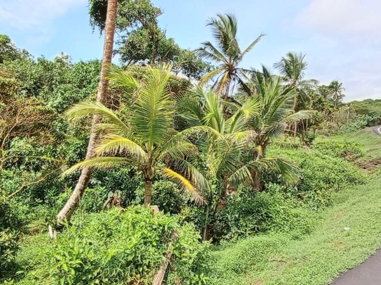 Colon – Frente a Playa: Costa Abajo, Terreno de 17 Hectáreas