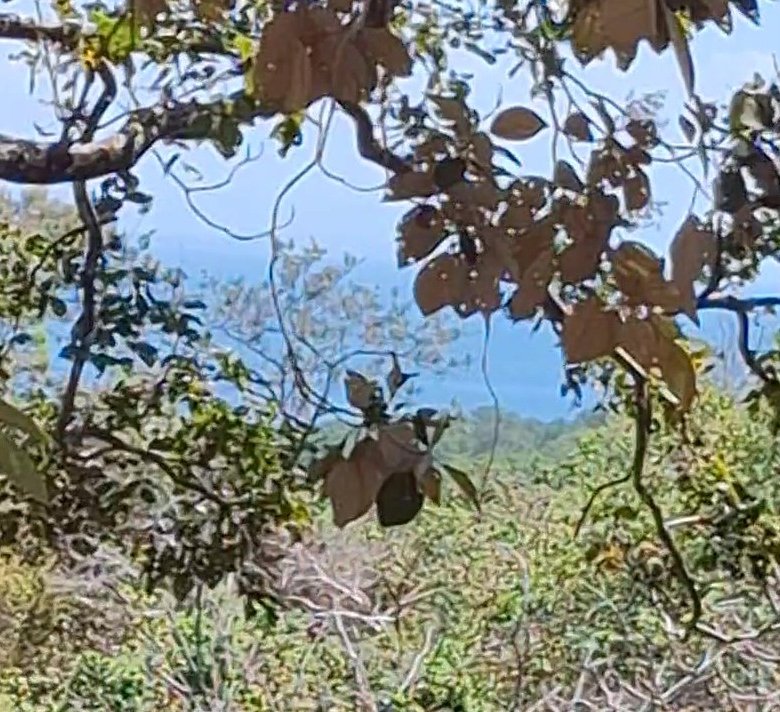 Terreno / Lote Sector de Playa – Chiriquí: San Lorenzo, Boca Chica