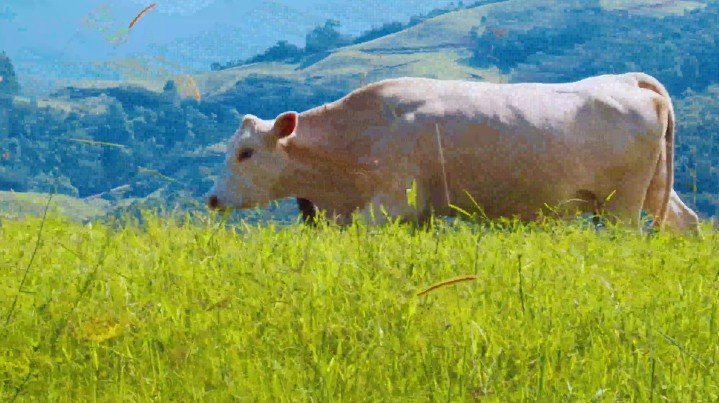 Veraguas, San Francisco: Terreno apto para Cultivo, Ganadería, Desarrollo
